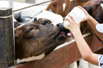 Closeup - Baby cow feeding on milk bottle by hand child in Thailand rearing farm.
