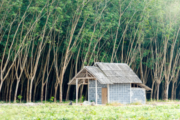 Small Home with rubber trees in Background 