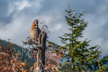 Garrulus Glandarius - Sójka Zwyczajna © Kamil_k2p