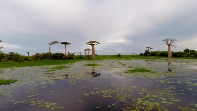 MORONDAVA, MADAGASCAR &ndash; JULY 2015: The Avenue of the Baobabs near Morondava, Madagascar in July 2015.