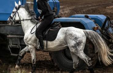 Horsepower.
A white horse passing by a blue tractor.