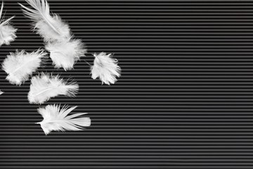 Obraz premium Feather.