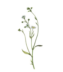 Fototapeta na wymiar Watercolor illustration of field plant isolated on white background. Blossom flower.