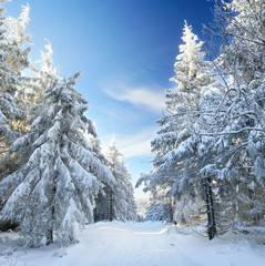 verschneiter Rennsteigweg