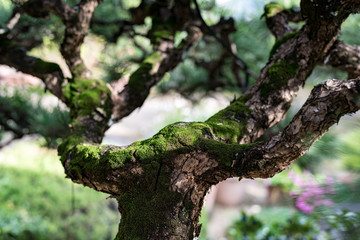 苔生した松の木の幹