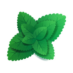 Mint leaves on white background.