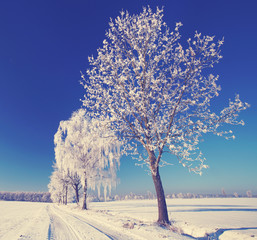 reifbedeckte Bäume im Winter