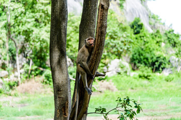 National Park Monkey