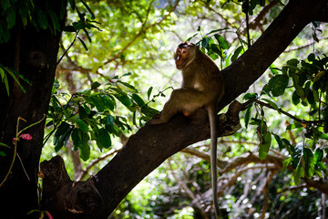 National Park Monkey