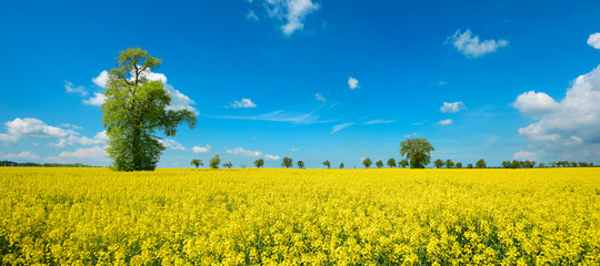 Kulturlandschaft im Frühling, blühendes Rapsfeld, große solitäre Linde, blauer Himmel