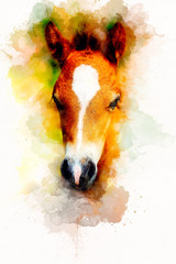 cub horse face on abstract background. Color effect. © jozefklopacka