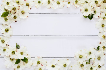 Close of flowering dogwood blossoms over a white wood table top background. Image shot from above...