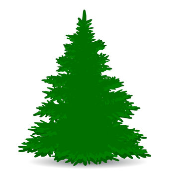 Christmas tree, green, lush, silhouette on white background,