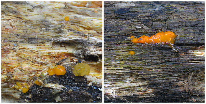 dacrymyces stillatus fungi