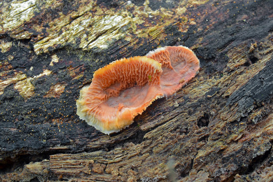 phlebia tremellosa fungus