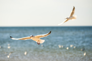 Seeschwalbe im Flug über die Ostsee in Polen