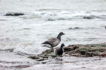 Bernaches dans le Golfe du Morbihan