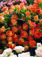  a large number of delicate roses