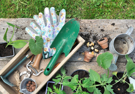 top view gardening tools in a box with vegetable plants on a plank  put on grass