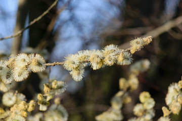 Blütenkätzchen im Sonnenlicht