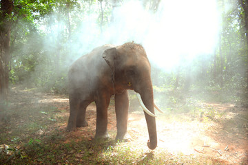 Fototapeta na wymiar Elephant in the jungle