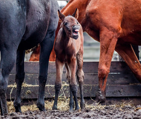 Newborn colt yawns, demonstrating cutting teeth