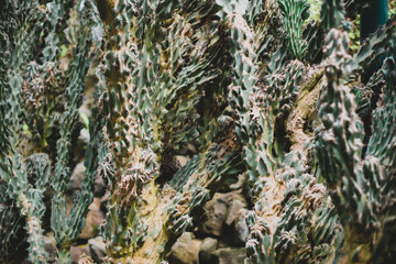 Portrait of cacti in the garden.