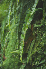 Close-up view of Fern in tropical forest.