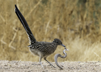 Greater roadrunner vs  diamondback rattlesnake