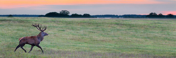 Obraz premium Red deer male (Cervus elaphus) running at sunset