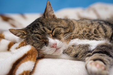 Fototapeta na wymiar Cat sleep on brown and white zebra carpet on bed