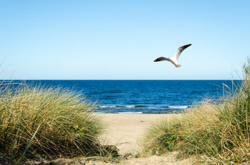 Dune and Seagull on Baltic Sea