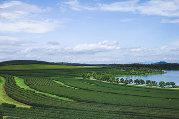 Fototapeta na wymiar aerial view of green tea plantation and lake on sunny day