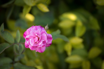 pink rose on green and yellow background