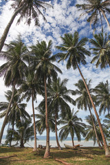 Fototapeta na wymiar beautiful palm trees at tropical seashore on sunny day