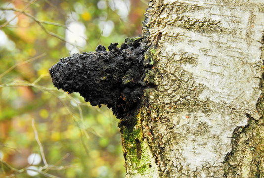 Chaga Pilz am Baum