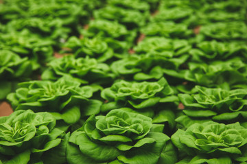 close-up shot of rows of lettuce cultivating at greenhouse