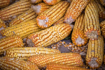 Fototapeta na wymiar Dry corn for animal feeding