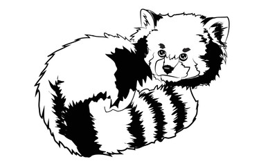 Vector illustration of red panda cartoon style. Vector Illustrated Portrait of Red Panda also called Red Bear-Cat.  © SamsonFM