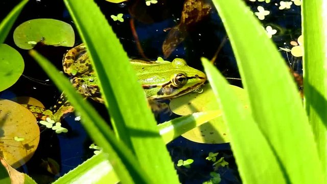 Wasserfrosch im Teich