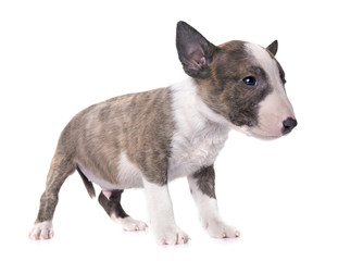 miniature bull terrier
