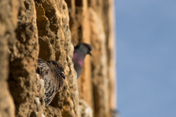 Colored pigeon on a wall