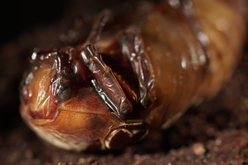 Puppe eines tropischen Käfers in Seitenansicht