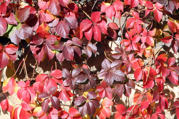 Leaves of the creeper on the garden wall for background