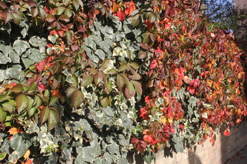 Leaves of the creeper on the garden wall for background