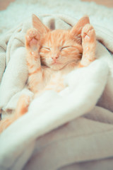 Fototapeta na wymiar Little red kitten. Cat lies on the fluffy carpet at home. Little Kitten Sleeps. Close-up of sleeping kitten