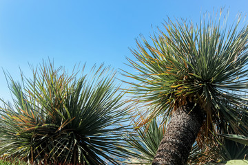 green palm trees in blue sky