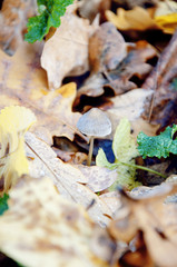 mushrooms in the forest among the foliage