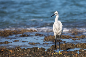 White heron by the sea hunts for fish
