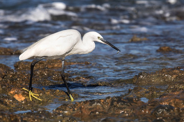 White heron by the sea hunts for fish

